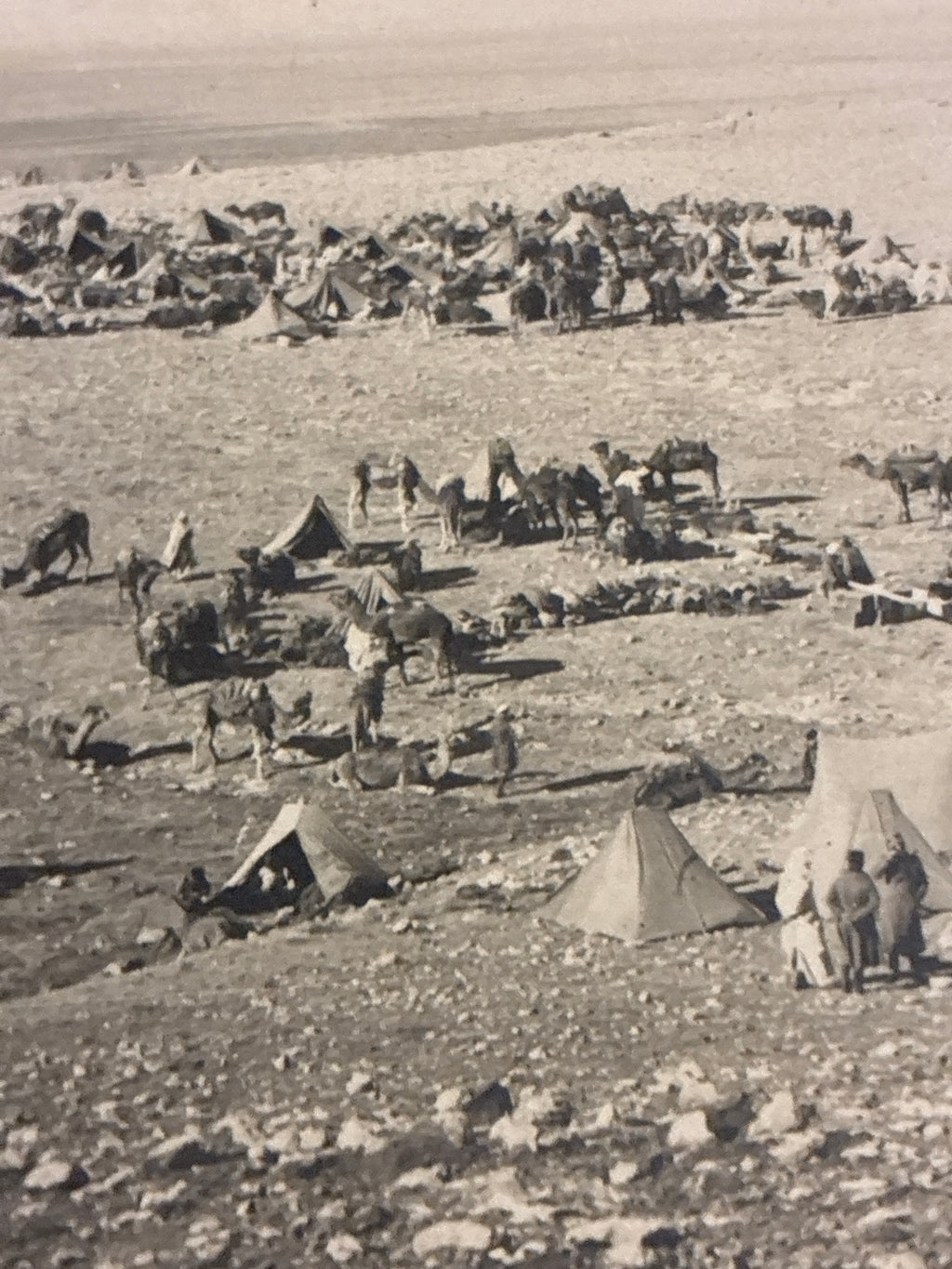 Cartolina Fotografica Militare Epoca Regio Esercito - Accampamento Tende e Quadrupedi in Libia - Rara Non Viaggiata