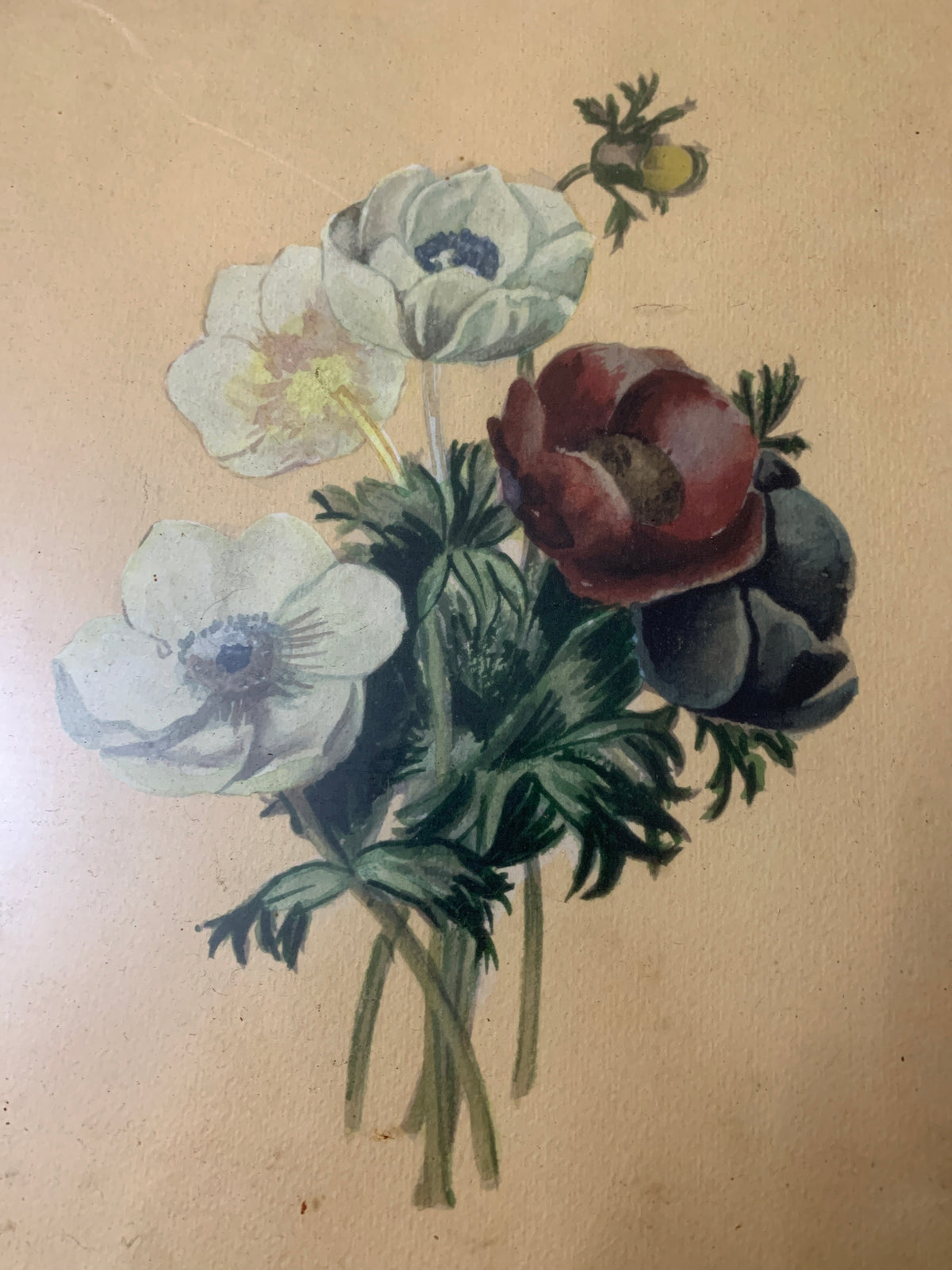 Quadro vintage con stampa botanica "Mazzo di Anemoni" - Con cornice in legno dorato e vetro