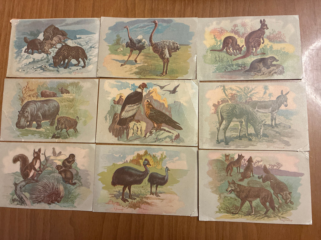 Lotto 9 Cartoline Giardino Zoologico Roma Animali C. Simonetti d'Epoca Nuove con Difetti sul Retro