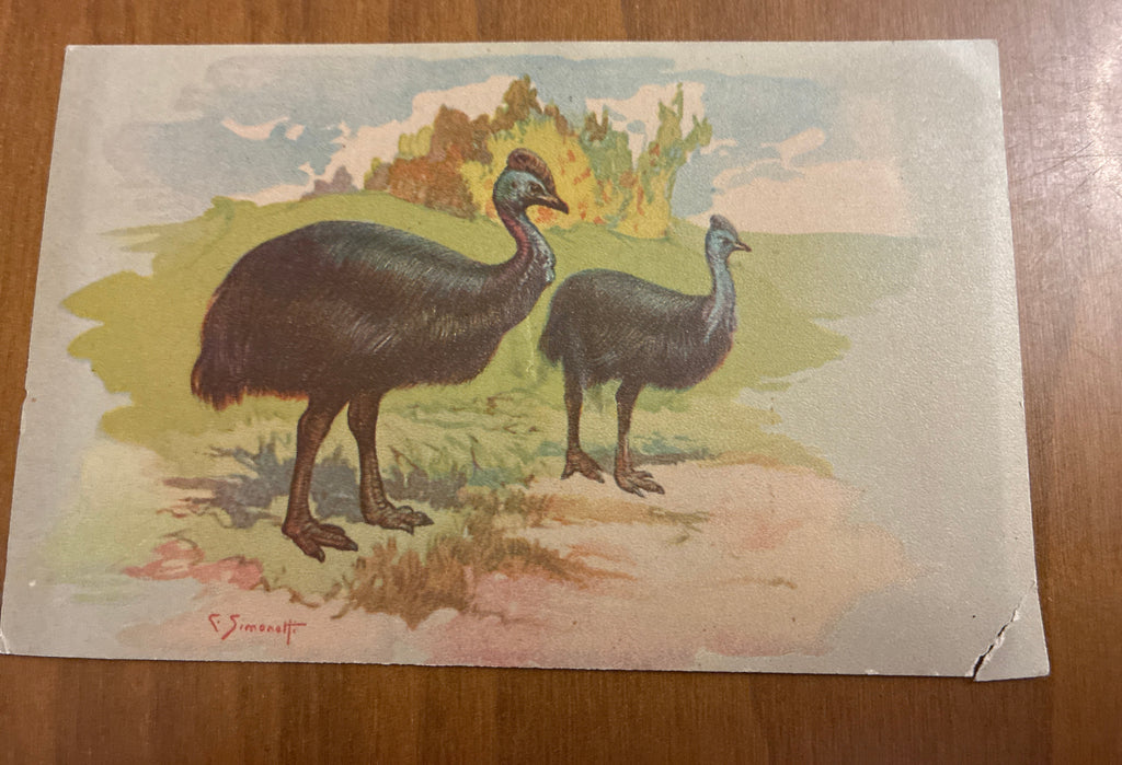Lotto 9 Cartoline Giardino Zoologico Roma Animali C. Simonetti d'Epoca Nuove con Difetti sul Retro