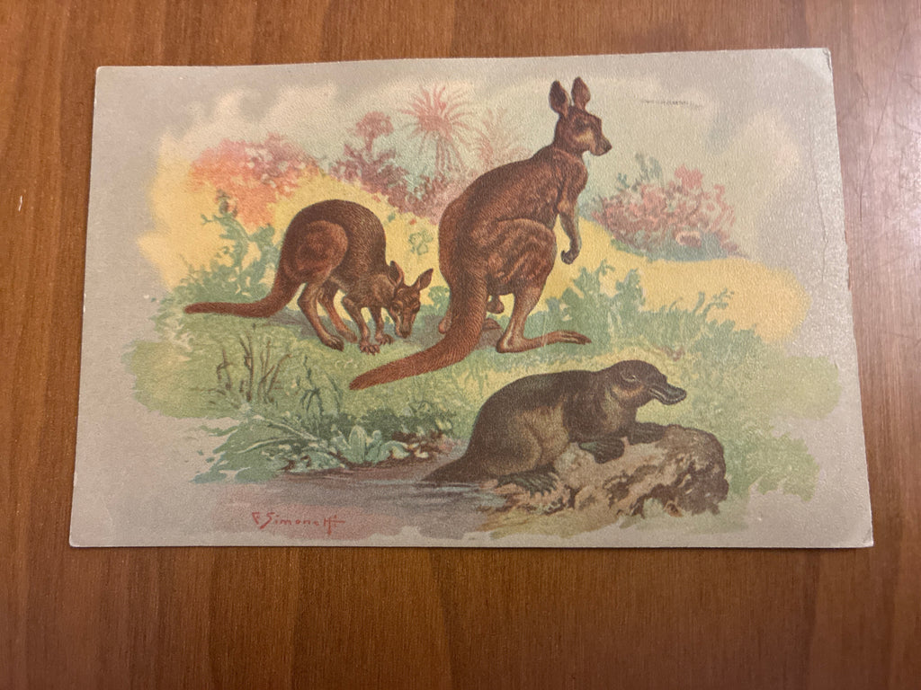 Lotto 9 Cartoline Giardino Zoologico Roma Animali C. Simonetti d'Epoca Nuove con Difetti sul Retro