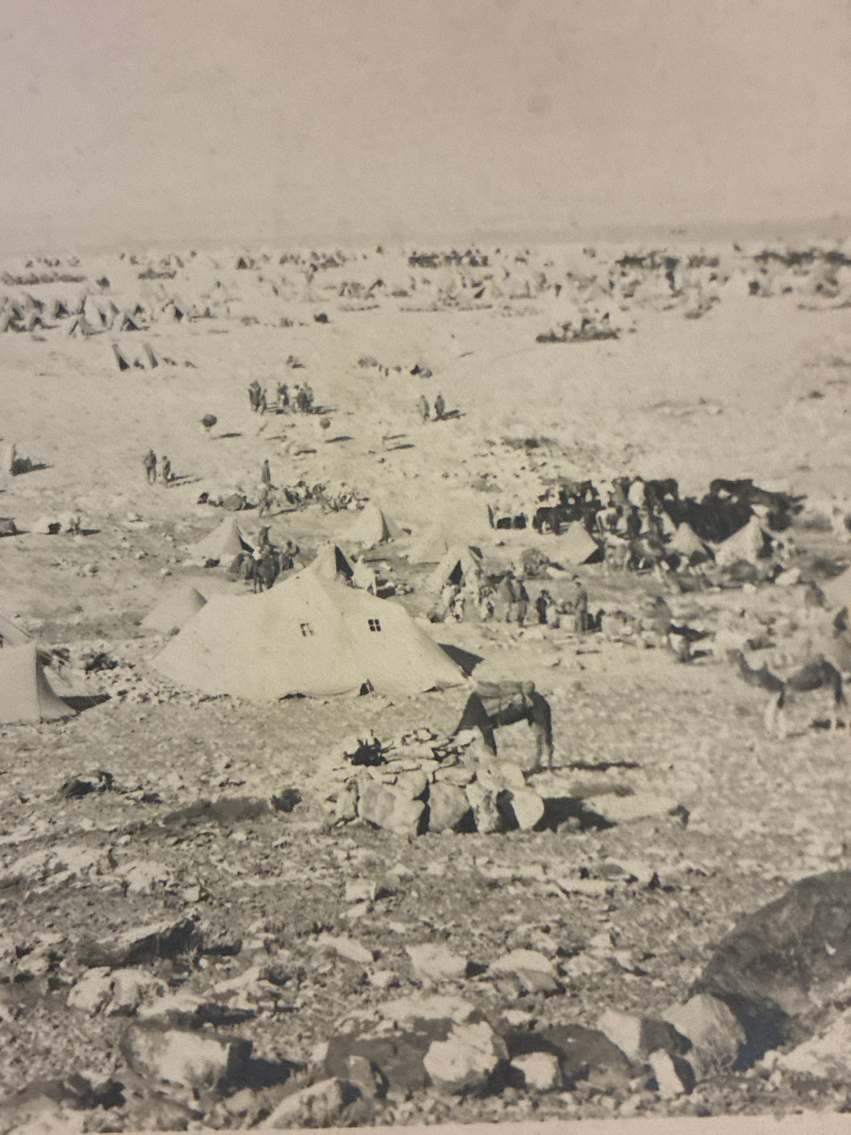 Cartolina Fotografica Militare Epoca Regio Esercito - Accampamento Tende e Quadrupedi in Libia - Rara Non Viaggiata