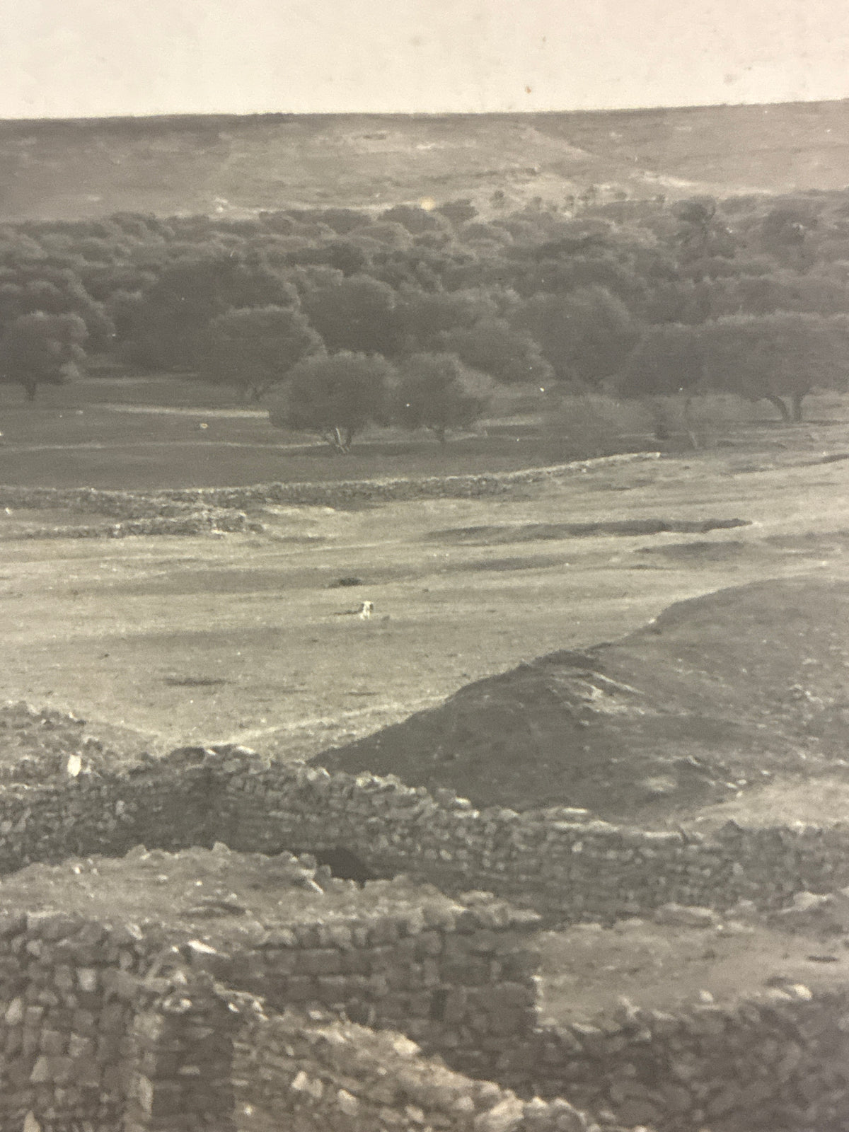 Cartolina postale italiana d'epoca coloniale del 1919 con veduta panoramica di Beni Ulid in Libia e carovana di dromedari che attraversa il uadi.