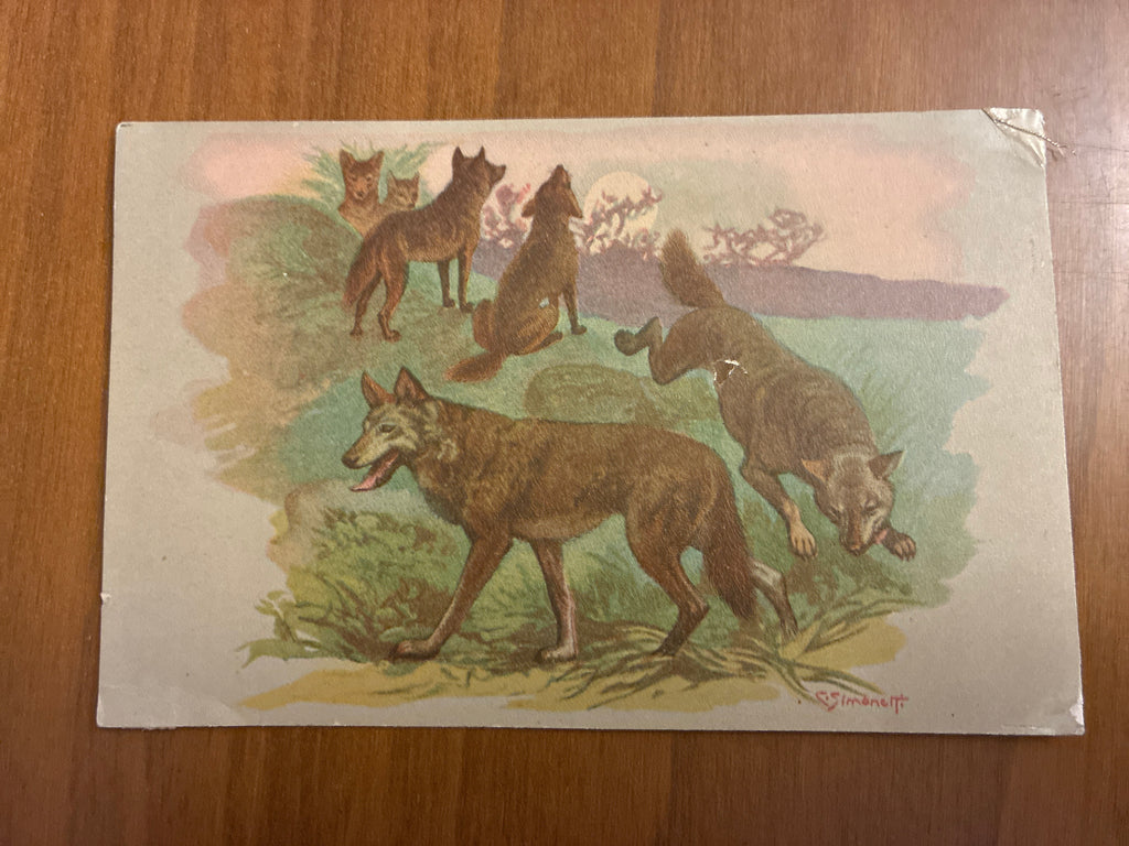 Lotto 9 Cartoline Giardino Zoologico Roma Animali C. Simonetti d'Epoca Nuove con Difetti sul Retro