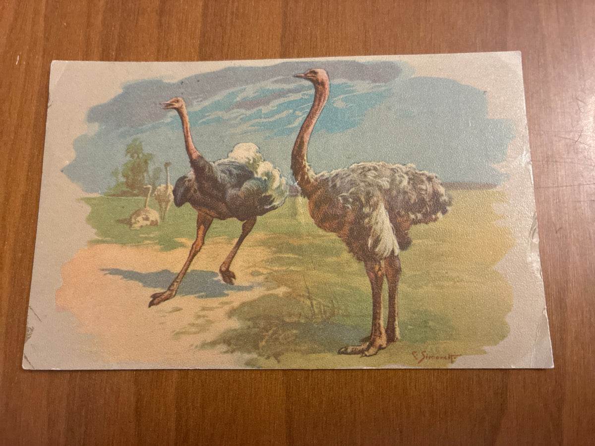 Lotto 9 Cartoline Giardino Zoologico Roma Animali C. Simonetti d'Epoca Nuove con Difetti sul Retro