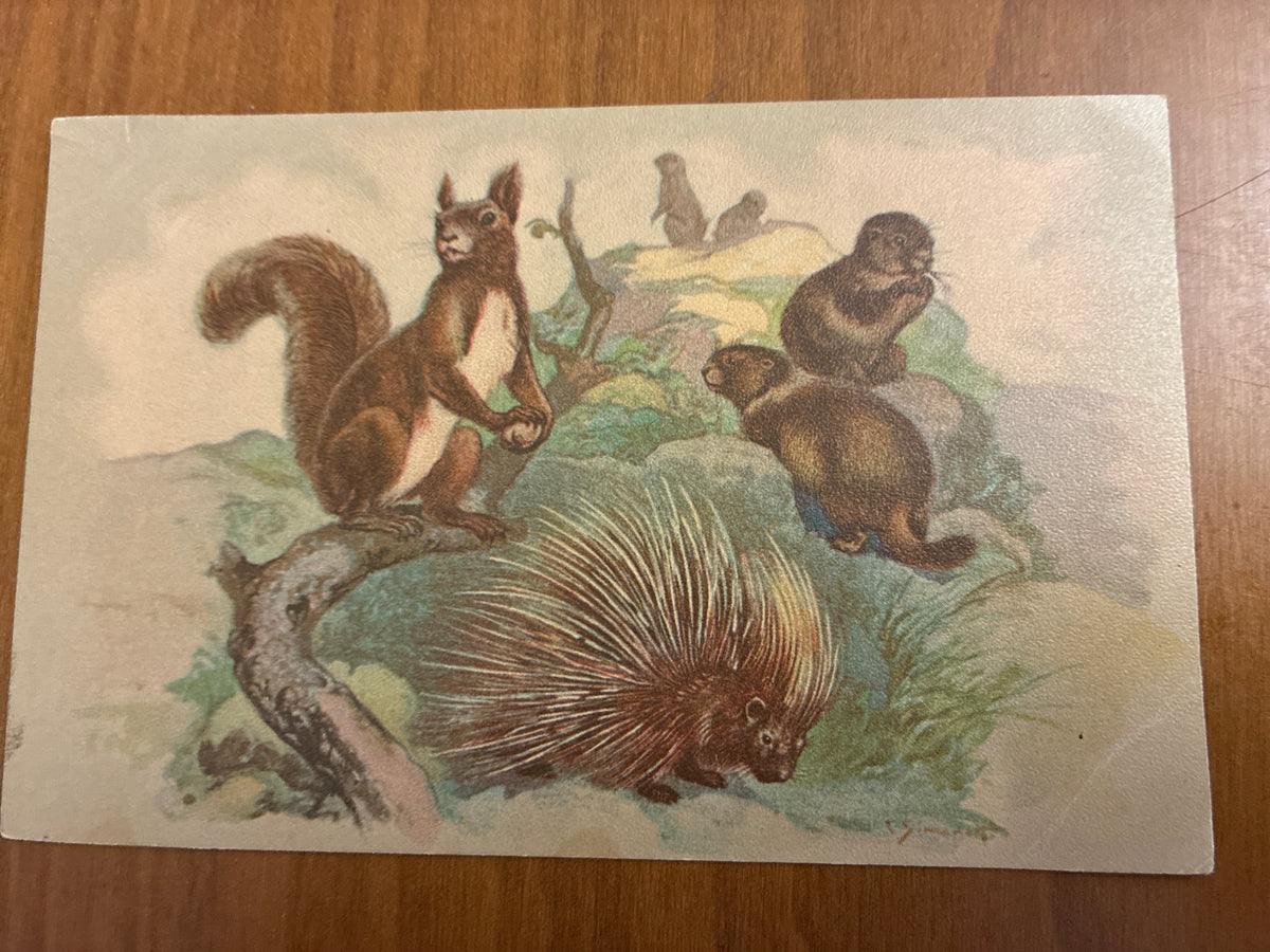 Lotto 9 Cartoline Giardino Zoologico Roma Animali C. Simonetti d'Epoca Nuove con Difetti sul Retro