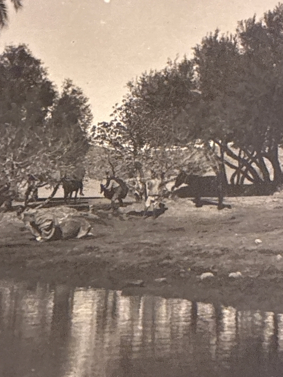 Cartolina Fotografica Libia Beni Ulid - N. 103 Nell'Wadi Beni Ulid Presso l'Oasi - Rara Non Viaggiata