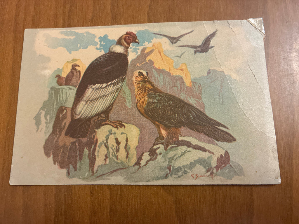 Lotto 9 Cartoline Giardino Zoologico Roma Animali C. Simonetti d'Epoca Nuove con Difetti sul Retro