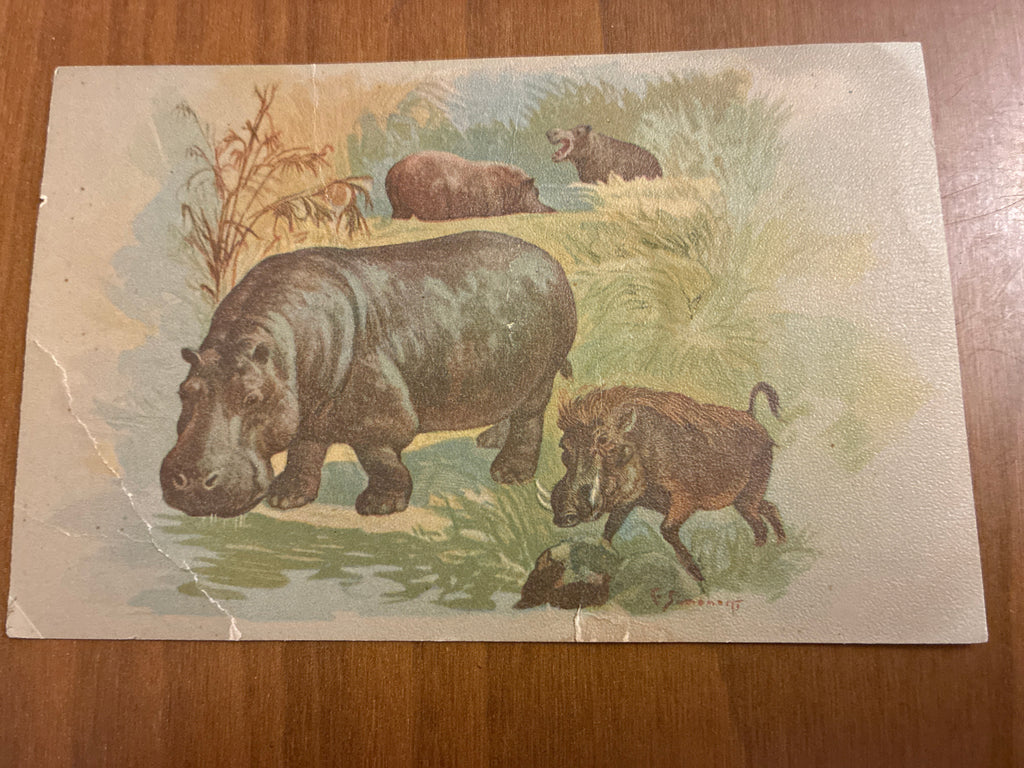 Lotto 9 Cartoline Giardino Zoologico Roma Animali C. Simonetti d'Epoca Nuove con Difetti sul Retro
