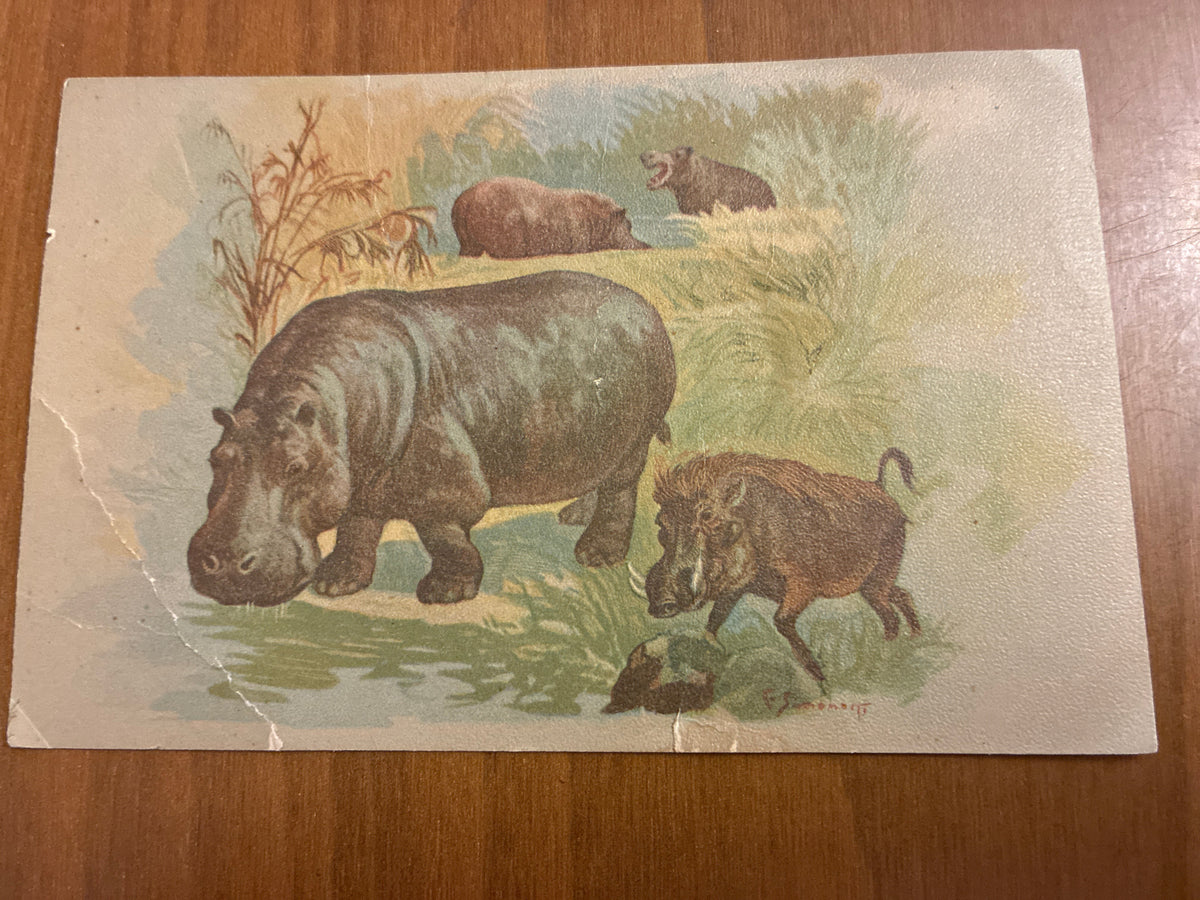 Lotto 9 Cartoline Giardino Zoologico Roma Animali C. Simonetti d'Epoca Nuove con Difetti sul Retro