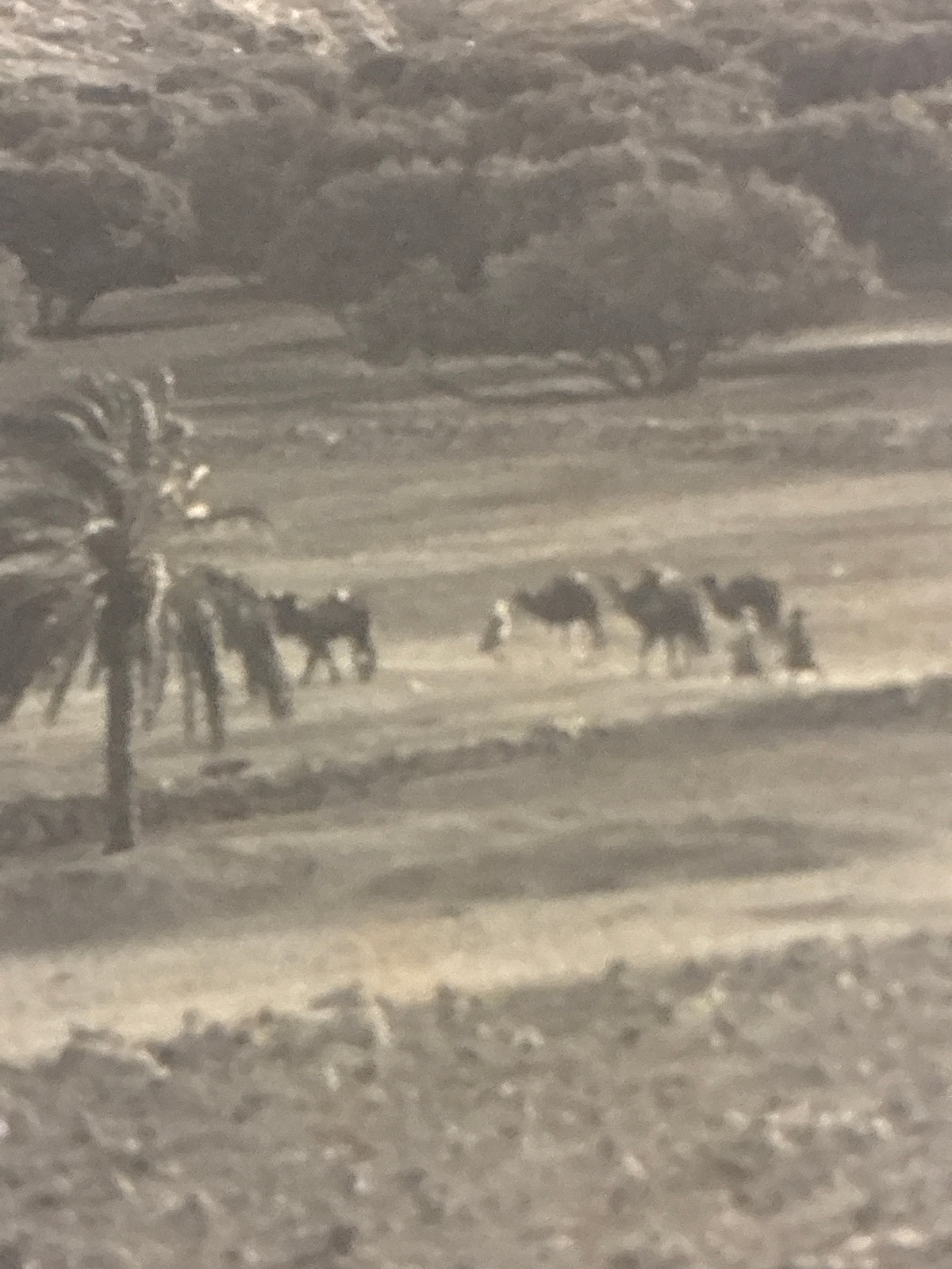 Cartolina postale italiana d'epoca coloniale del 1919 con veduta panoramica di Beni Ulid in Libia e carovana di dromedari che attraversa il uadi.