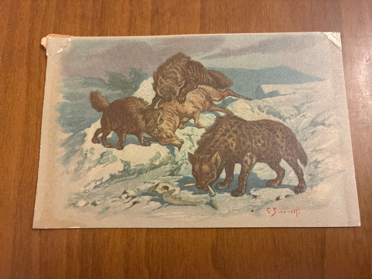 Lotto 9 Cartoline Giardino Zoologico Roma Animali C. Simonetti d'Epoca Nuove con Difetti sul Retro