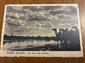 Somalia Italiana 1936 Cartolina Viaggiata da Mogadiscio a Roma Affrancata 20 Centesimi Faro Crispi la Nave del Deserto Camelli