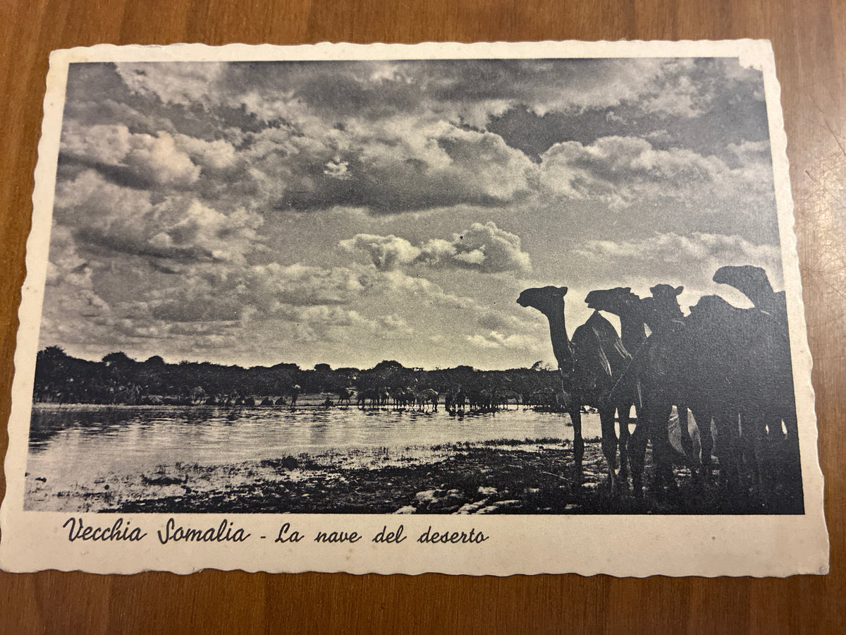 Somalia Italiana 1936 Cartolina Viaggiata da Mogadiscio a Roma Affrancata 20 Centesimi Faro Crispi la Nave del Deserto Camelli