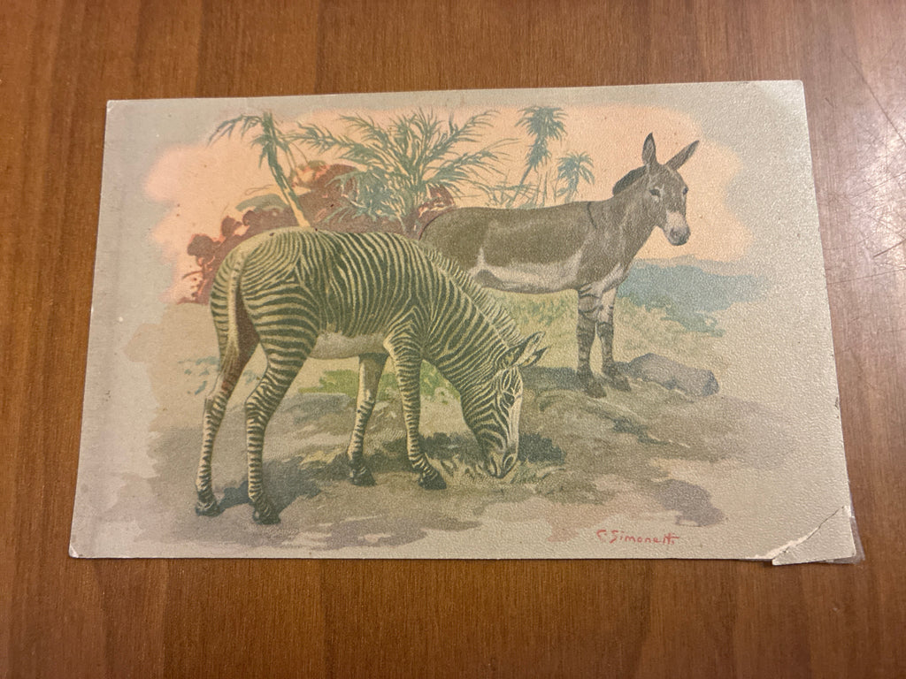 Lotto 9 Cartoline Giardino Zoologico Roma Animali C. Simonetti d'Epoca Nuove con Difetti sul Retro