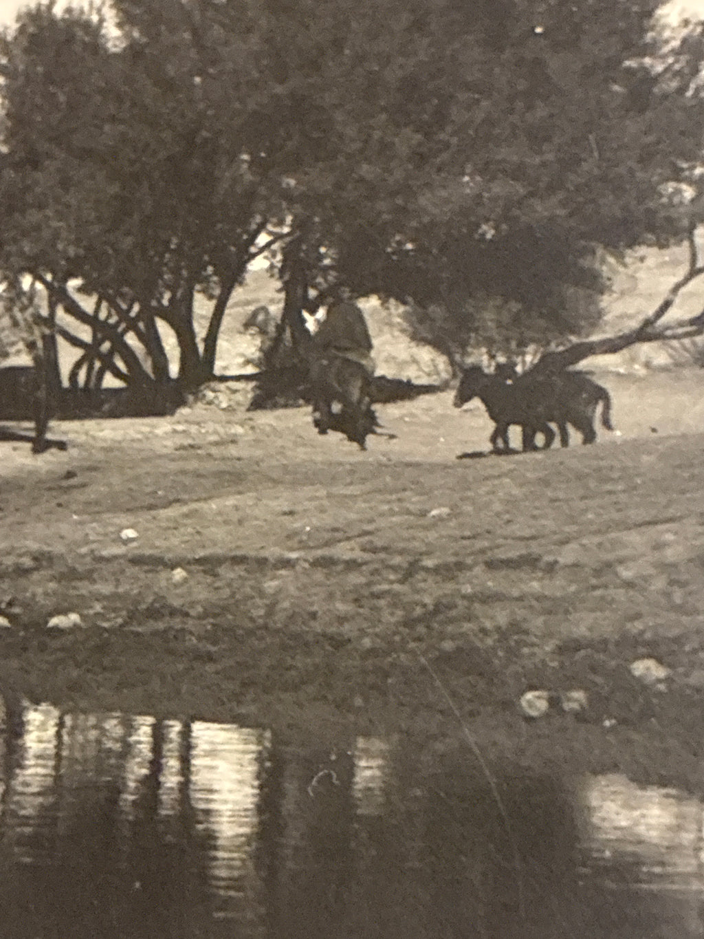 Cartolina Fotografica Libia Beni Ulid - N. 103 Nell'Wadi Beni Ulid Presso l'Oasi - Rara Non Viaggiata