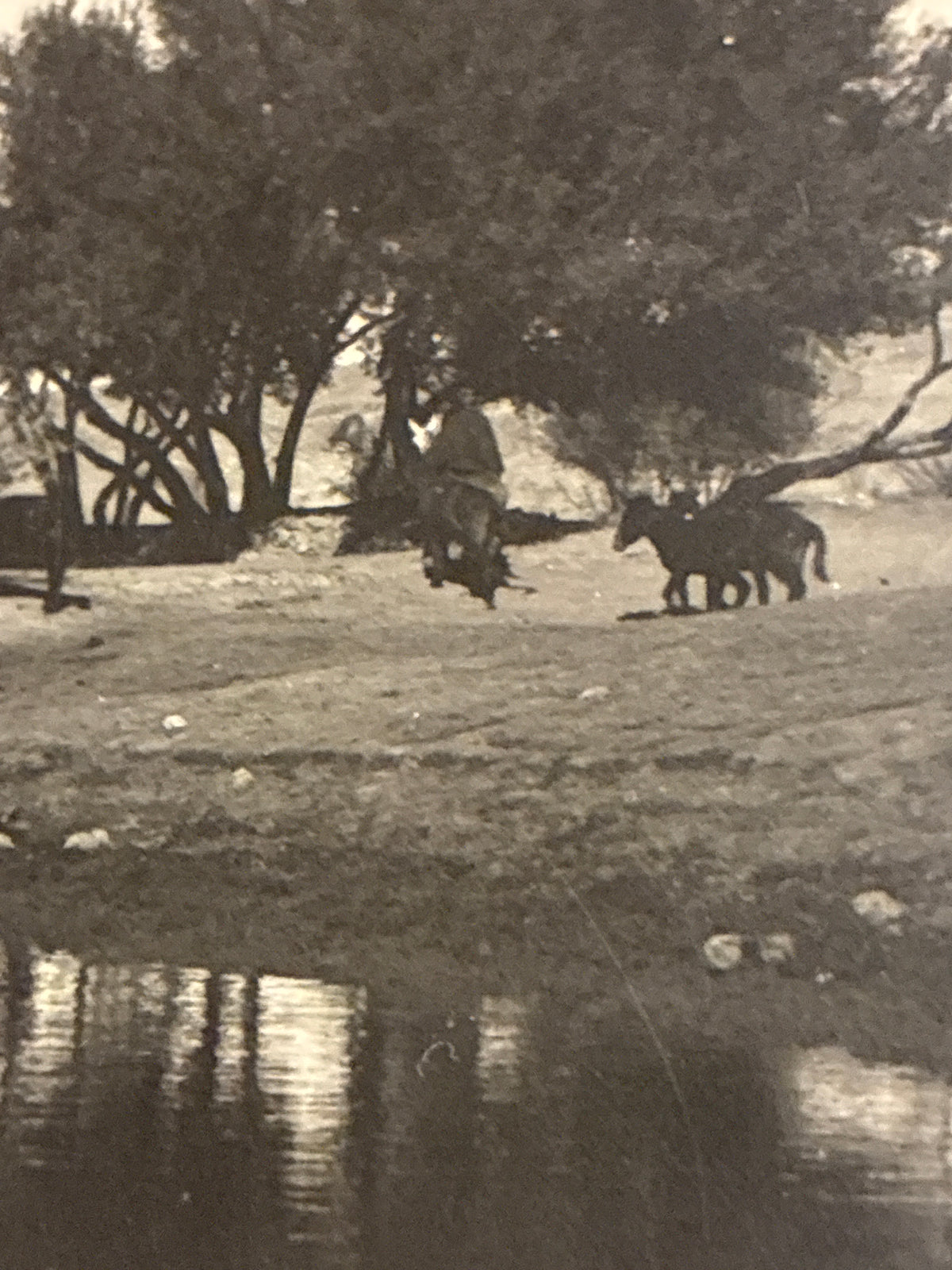 Cartolina Fotografica Libia Beni Ulid - N. 103 Nell'Wadi Beni Ulid Presso l'Oasi - Rara Non Viaggiata