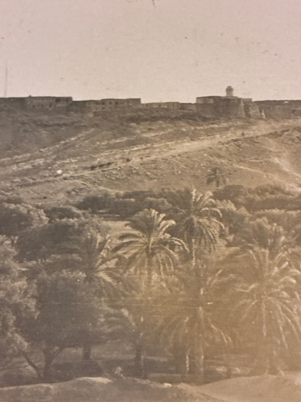 Cartolina Coloniale Libia - Veduta Panoramica dell'Oasi con Palmeto e Abitazioni - Non Viaggiata